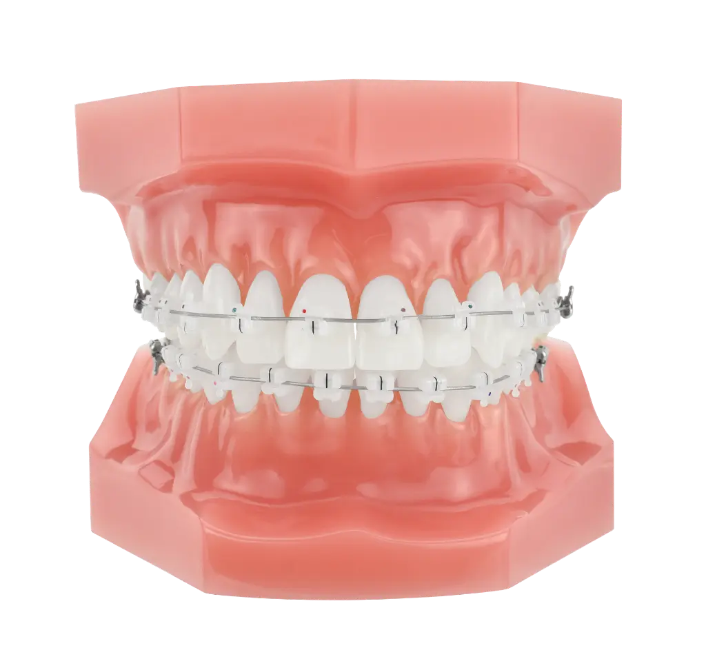 ┬®DynaFlex-Norris Clear Typodont.webp